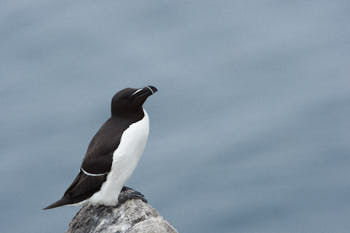 Oiseaux de mer<br>NIKON D4, 500 mm, 1400 ISO,  1/2000 sec,  f : 10 